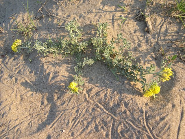 Leguminosa di spiaggia - Medicago marina